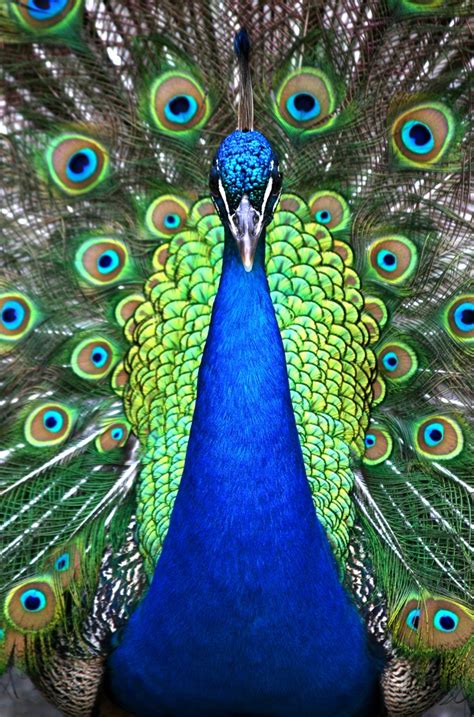 Peacock Symbolism and Peacock Meaning on Whats-Your-Sign