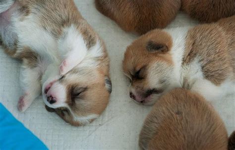 Newborn puppies sleeping in group.JPG Hi-Res 720p HD