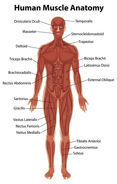 Human Anatomy And Physiology Clipart People