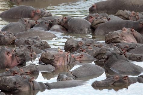 Hippo’s: Africa’s Most Dangerous Animal