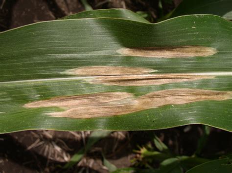 Northern Leaf Blight Prevalent in Iowa | Integrated Pest Management