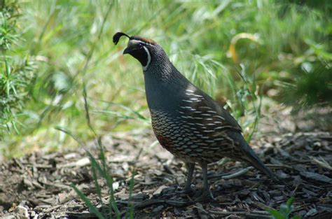 What plants can quail eat - PetSchoolClassroom