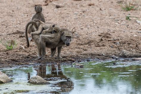 Wild Facts Sabi Sabi Private Game Reserve | Chacma Baboons