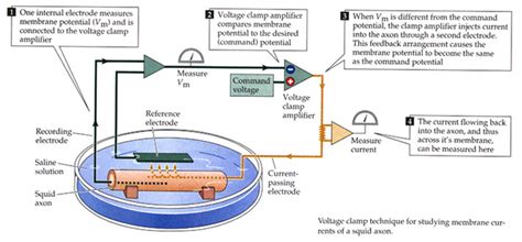 Voltage V.S Current Clamp