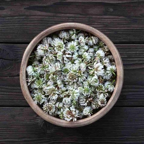 White Clover: Nature's Pollinator Paradise And Medicinal Treasure - The ...