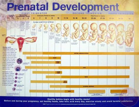 Prenatal Development Anatomical Chart Poster (20" x 26") NEW anatomy trimester | eBay