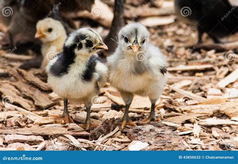 Group baby chickens stock photo. Image of fluffy, backgrounds - 43850632