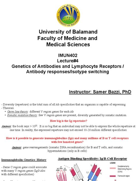 Lecture 4 - Antibody Responses & Isotype Switching | PDF | Antibody | Molecular Biology