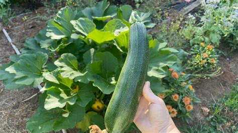 How to Save Zucchini from Vine Borers BT Burying the Stem Mystery Squash Borage and more! - YouTube