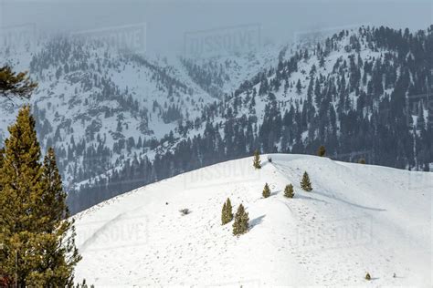 Pine trees on snowy mountains - Stock Photo - Dissolve