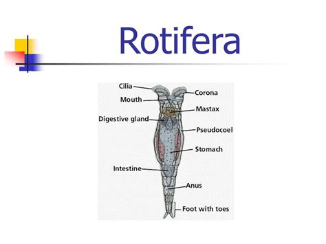 PPT - 36-2 Nematoda and Rotifera PowerPoint Presentation, free download - ID:6013274