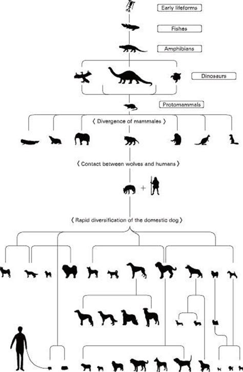 Dog evolution | Natural History