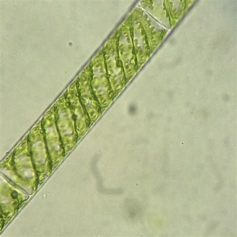 Arthrospira platensis at optical microscope : botany