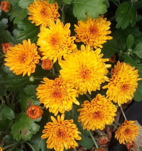 Yellow Mums | Plants, Garden, Mum