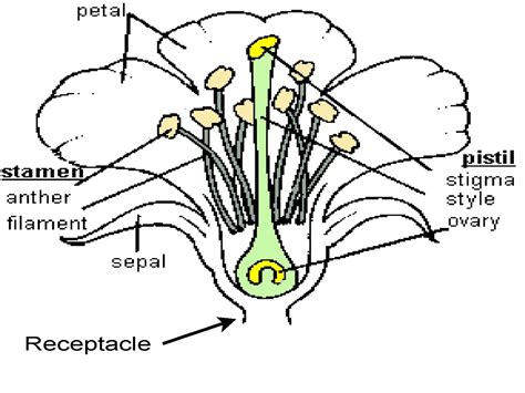 Diagrams of Flower Parts | 101 Diagrams