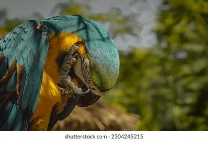 7,017 Green Macaw Drawing Images, Stock Photos & Vectors | Shutterstock