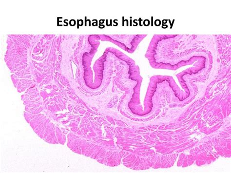 Esophagus Histology