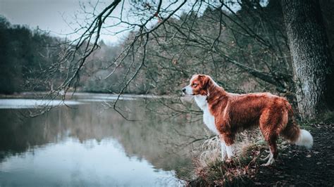 Choosing the Right Deer Hunting Dog Breeds: A Comprehensive Guide - The Shooting Gears