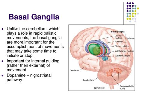 PPT - The Motor System and Its Disorders PowerPoint Presentation - ID ...