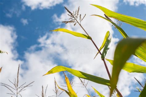 Iowa Cornfields stock image. Image of green, iowa, farmland - 26657743