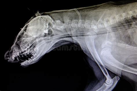 X-ray Images of Wild Animal Stock Photo - Image of mandible, clinic: 160566506