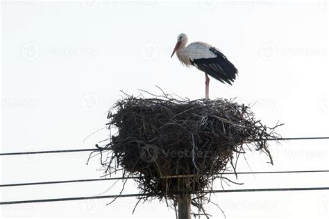 white stork bird 3619991 Stock Photo at Vecteezy