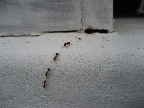 Ants in the House? 4 Ways To Fight Back | Breda Pest Management