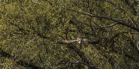 seahawk hunting 21092022 (1)_04 | a bird of prey a osprey / … | Flickr