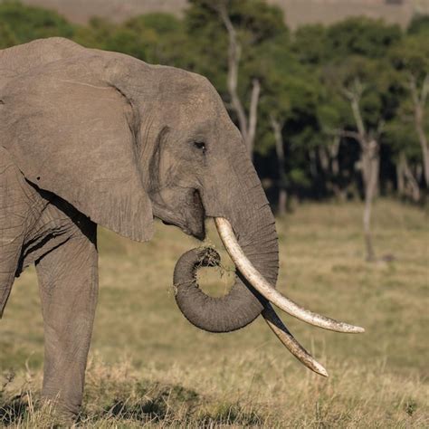 Premium Photo | African elephant herd