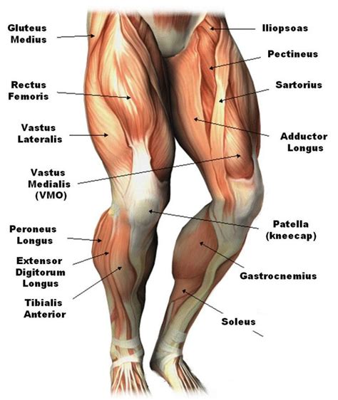 upper leg muscles common names Archives - Anatomy Body Charts | Body muscle anatomy, Muscle ...