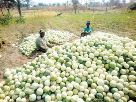 Egusi: The hidden treasure melon farmers ignore - Daily Trust