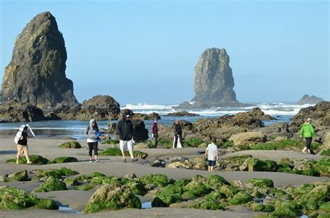 12 great tidepooling spots on the Oregon coast - oregonlive.com