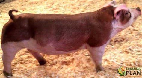 Hereford Pig: Hereford Breed Guidelines - Farming Plan