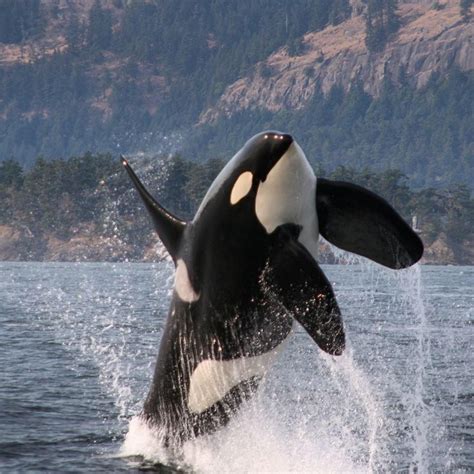 Pin on Orcas | Whale, Orca whales, Orca