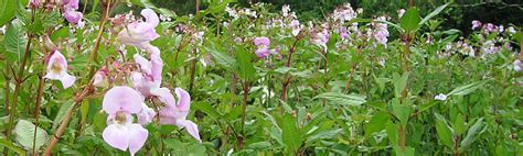 Himalayan Balsam Removal: Identification & Eradication | Phlorum