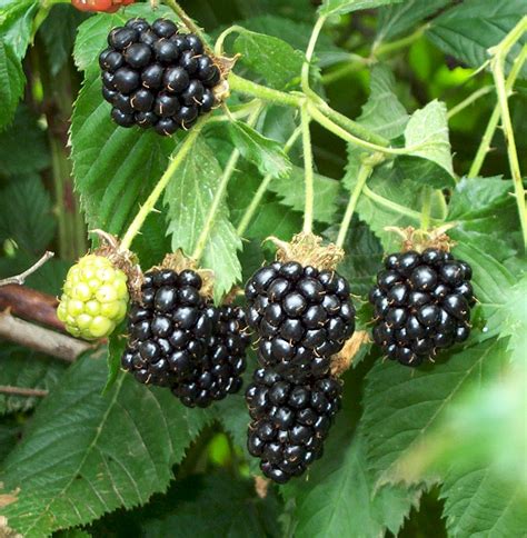 Blackberries: Planting, Growing and Harvesting Blackberry Bushes | The Old Farmer's Almanac