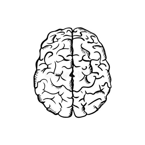 Brain Sketch Stock Illustrations – 16,324 Brain Sketch Stock ...