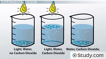 Photosynthesis: Biology Lab - Video & Lesson Transcript | Study.com