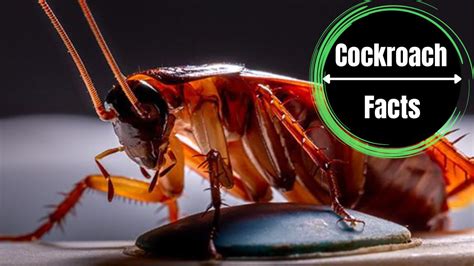 Cockroach Bite Eye Symptoms, Causes, Prevention And Treatment - The Cockroach Facts