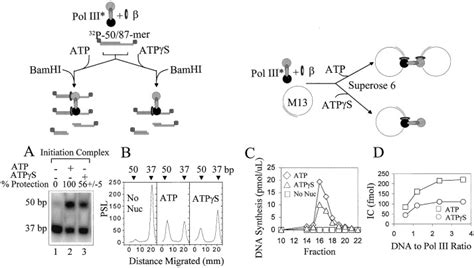 34 Label The Parts Of The Holoenzyme Structure. - Labels Design Ideas 2020