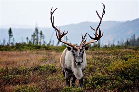 Woodland Caribou | Coniferous Forest