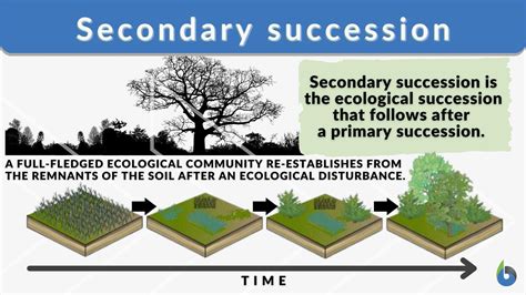 Secondary succession Definition and Examples - Biology Online Dictionary