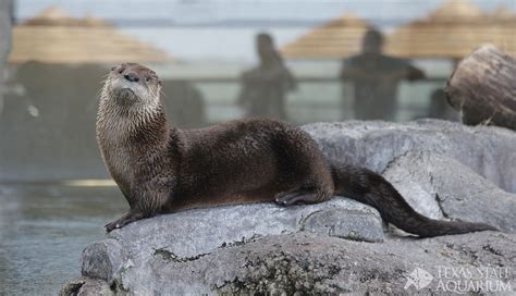 Center for Interactive Learning - Content Provider Program | Otters, North american wildlife ...