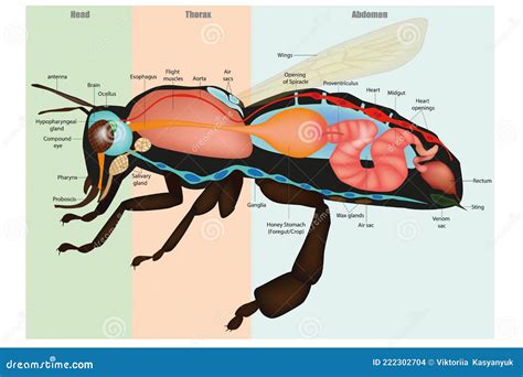 Honey Bee Apis Mellifera, Internal Anatomy and Physiology. Bee ...