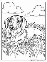 Dachshund Coloring Pages – 46 Free Printable Fun For Wiener Dog Lovers sketch template