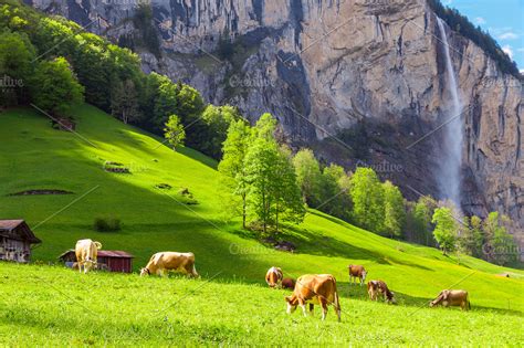 Cows grazing in Swiss Alps ~ Animal Photos ~ Creative Market