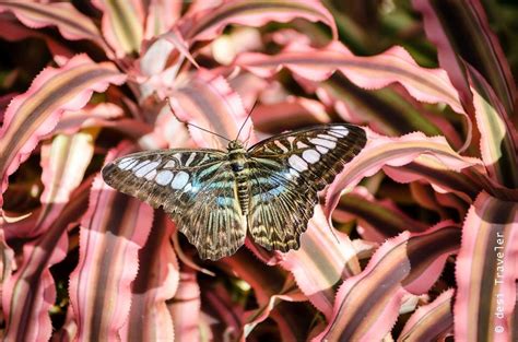 Butterfly Garden Changi Airport Singapore