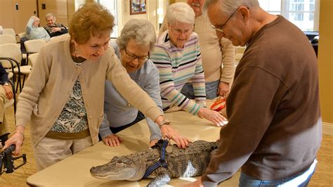 Emotional support alligator visits Pennsylvania senior facility to offer comfort | Fox News