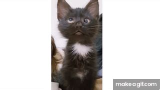 Cross Eyed Cat Meme | Viral Cat Saying Huh Meme 😺New Black Kitten Meme 😂Cat Haan Meme Orginal ...