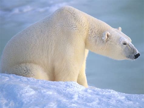 Polar Bear Pictures - Polar Bear Profile | Polar bear, Bear, Polar bear paw